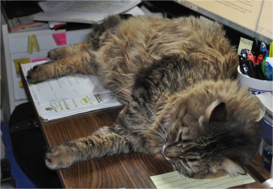 McDuffy Asleep on My Desk